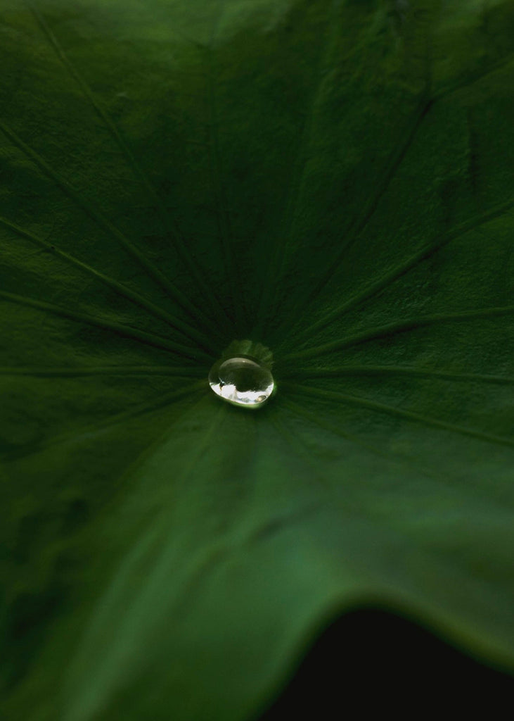 Hyeja | Lotus Mist