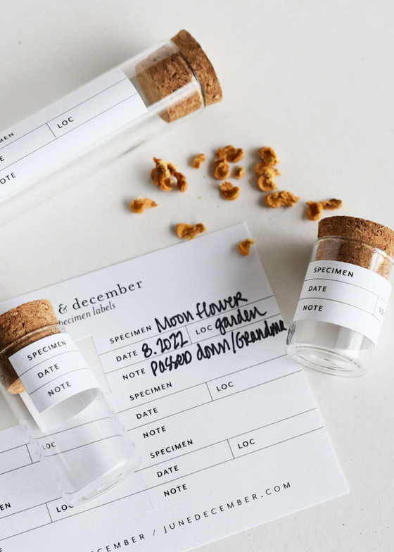 June & December | Seed Collecting Kit