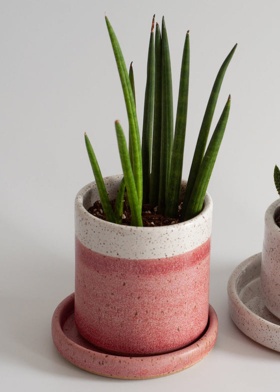 Rachael Pots | Tall Succulent | Pink