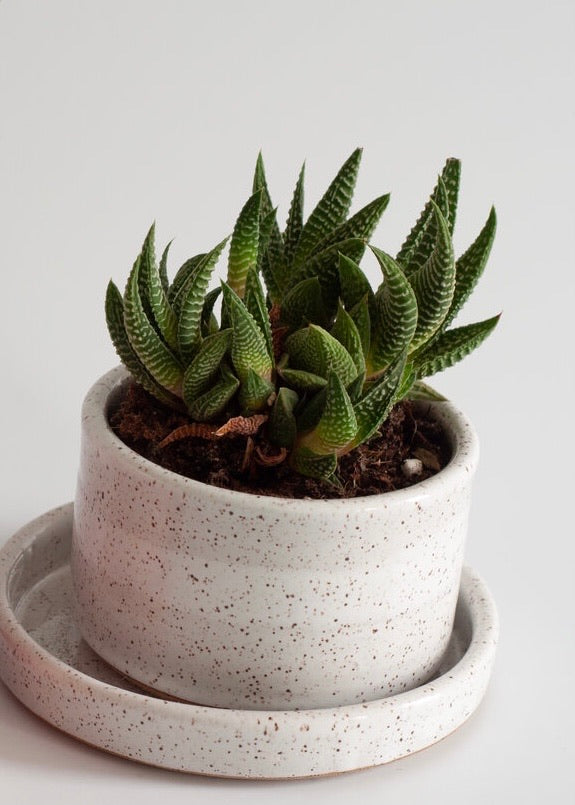 RachaelPots | Wide Succulent