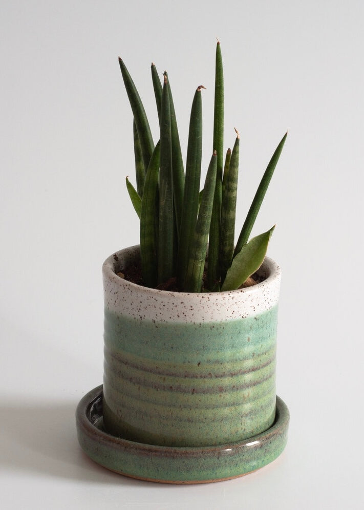 Rachael Pots | Tall Succulent