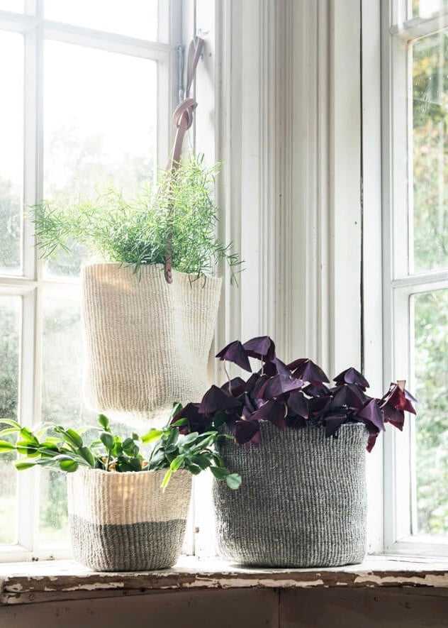 indoor plant