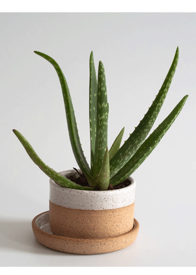 RachaelPots | Wide Succulent